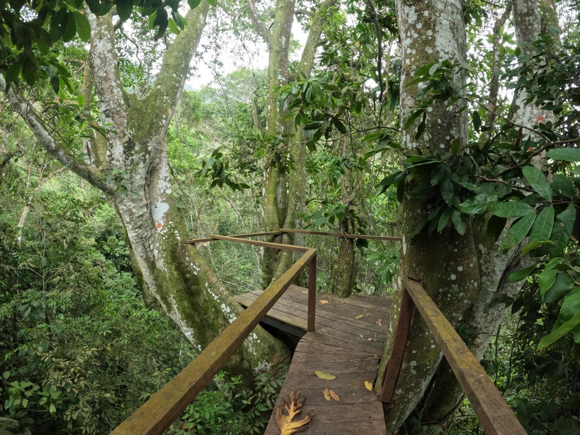 Taorayina Nature Lodge- Immersed In The Forest El Zaino Extérieur photo