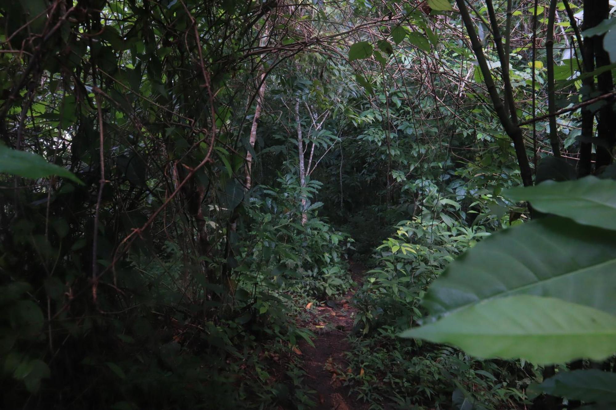 Taorayina Nature Lodge- Immersed In The Forest El Zaino Extérieur photo